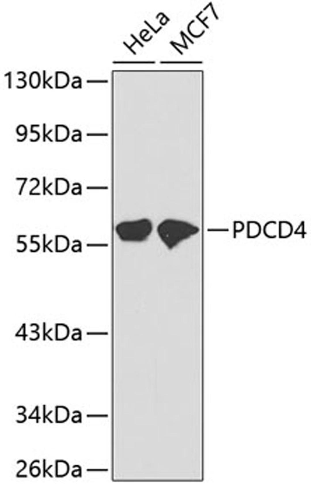 Western blot - PDCD4 antibody (A2420)