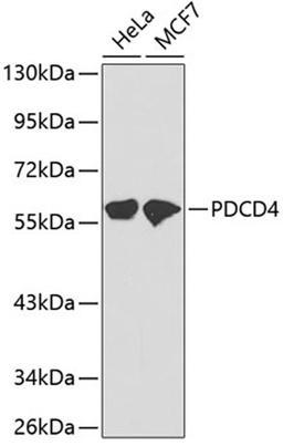 Western blot - PDCD4 antibody (A2420)