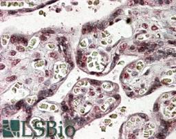 45-964 (3.8ug/ml) staining of paraffin embedded Human Placenta. Steamed antigen retrieval with citrate buffer pH 6, AP-staining.