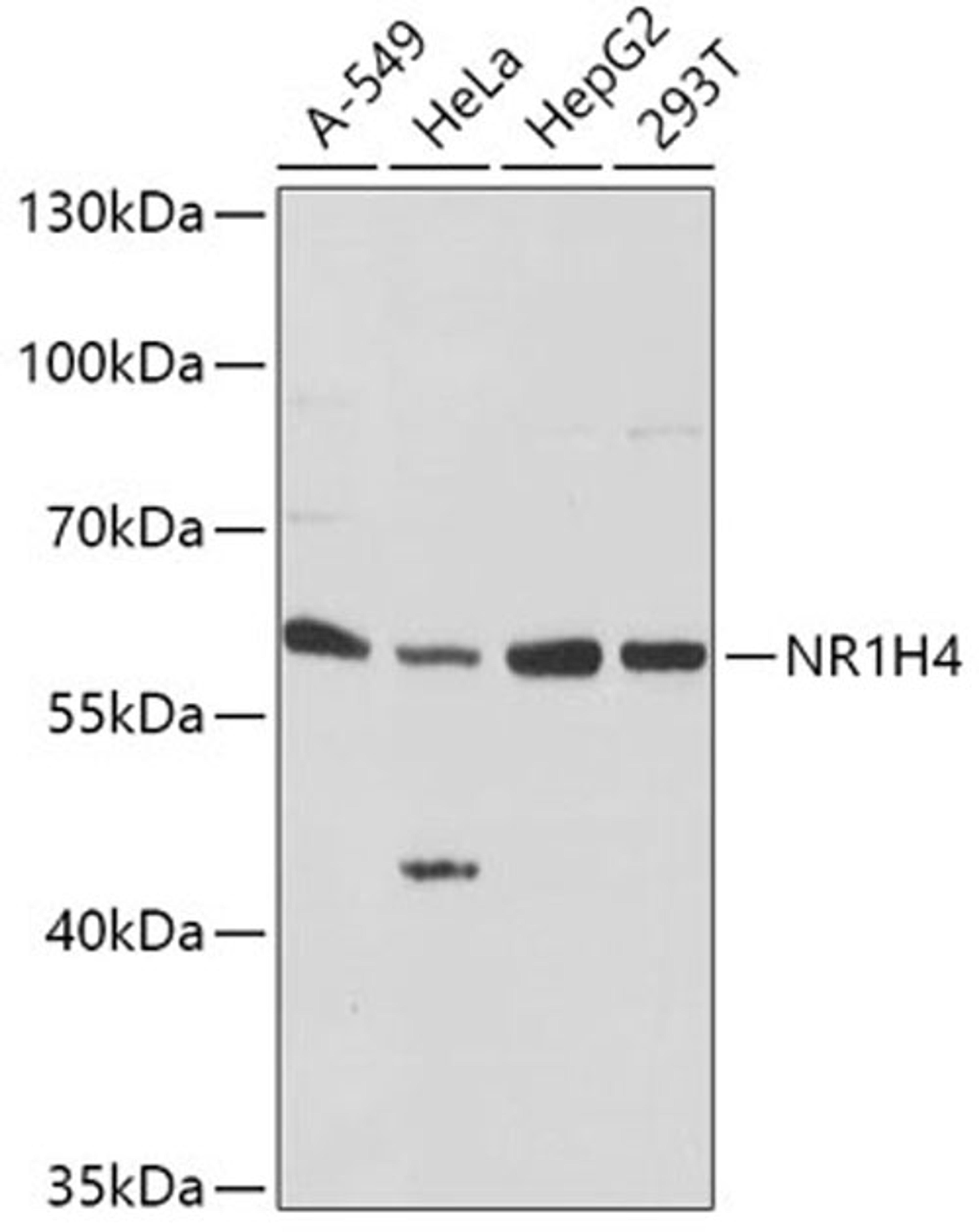 Western blot - NR1H4 antibody (A8320)