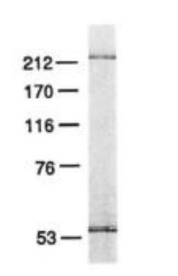 Western Blot: DNA Polymerase epsilon catalytic subunit A Antibody (3C5.1) [NB100-115] - SDS-polyacrylamide gel analysis. Antibody was purified by Mono S FPLC. The Mono S fraction (0.1 mg) was electrophoresed on a 7% SDS-polyacrylamide gel and stained with silver.