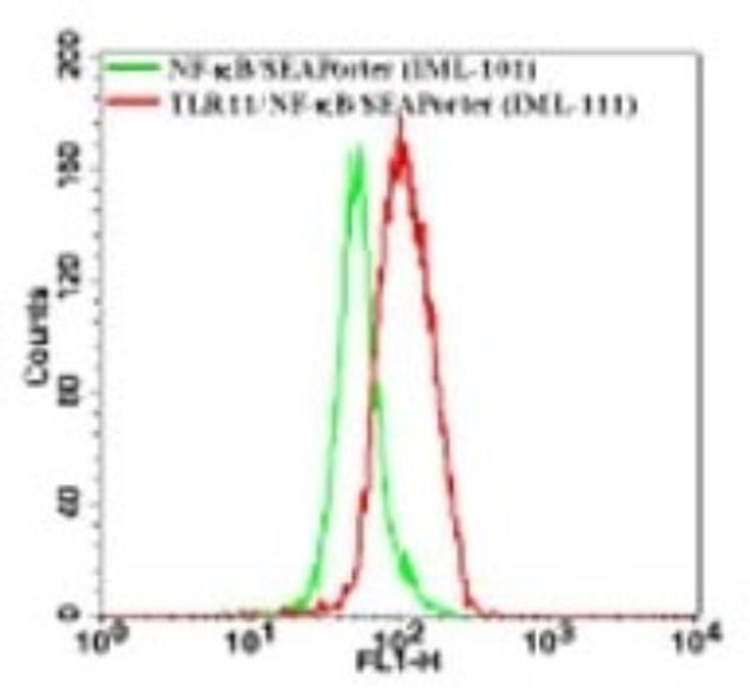 Flow Cytometry: TLR11 Antibody [NB100-56742] - Analysis using the FITC conjugate of NB100-56742. Staining of TLR11 in the TLR11 stable cell line using this antibody at 1 ug/10^6 cells (green represents vector control, red represents TLR11 antibody).