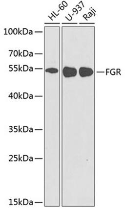 Western blot - FGR antibody (A2075)