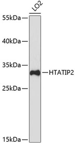 Western blot - HTATIP2 antibody (A5816)