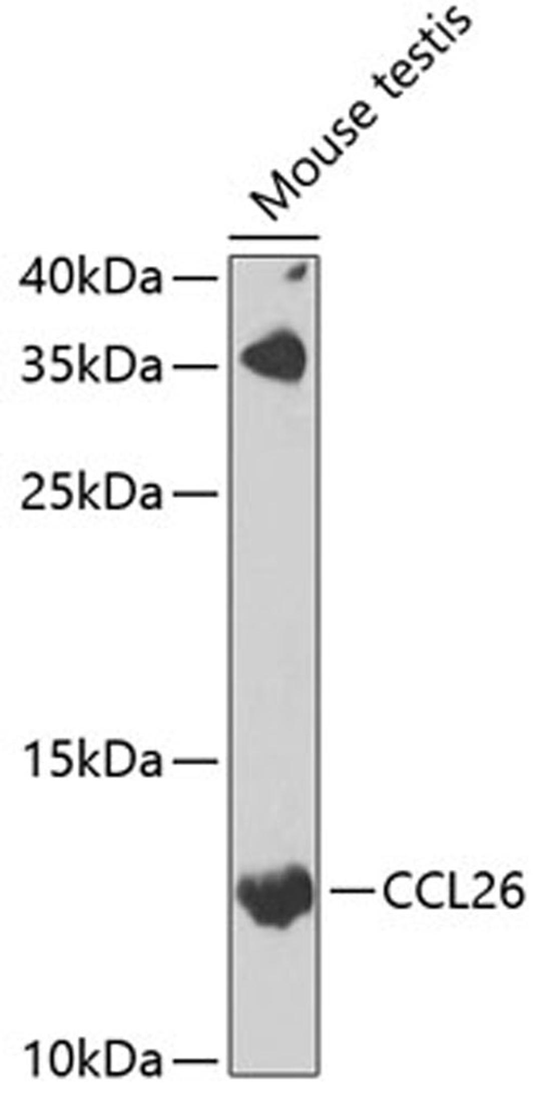 Western blot - CCL26 antibody (A7175)