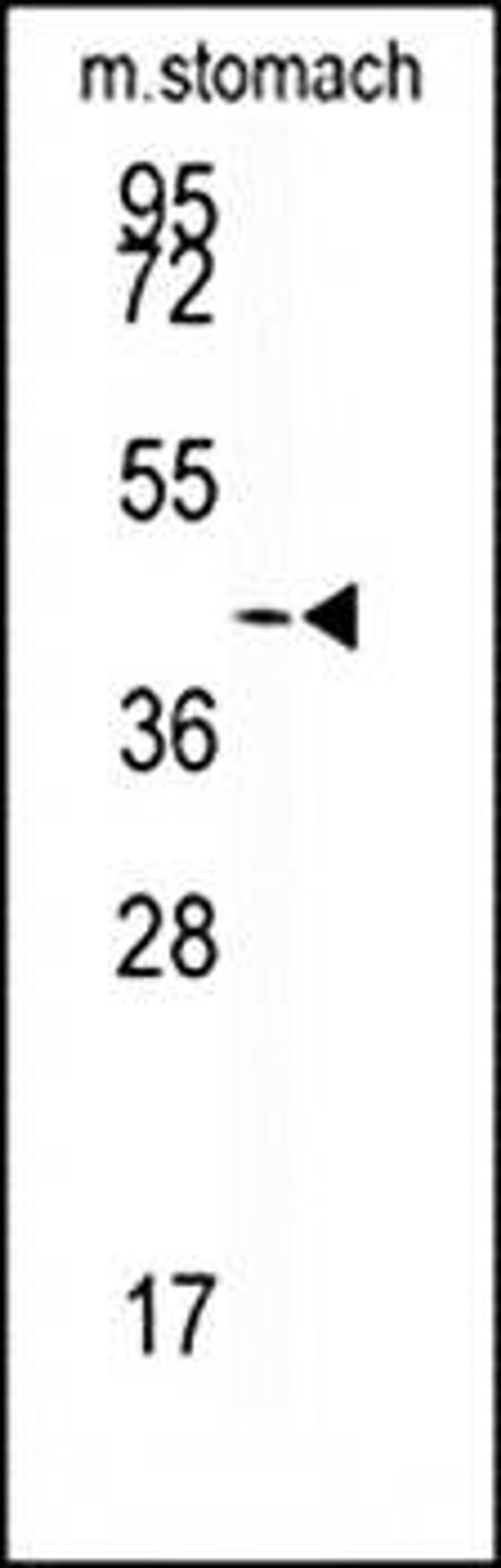 Western blot analysis of mouse stomach tissue lysates (35ug/lane) using SIRT6 antibody