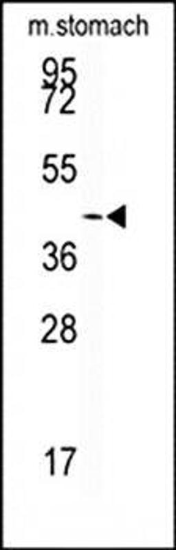 Western blot analysis of mouse stomach tissue lysates (35ug/lane) using SIRT6 antibody