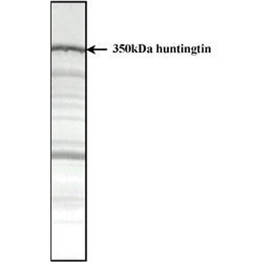 Total protein extract of normal human cerebral cortex 