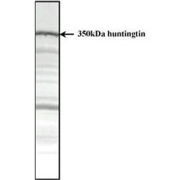 Total protein extract of normal human cerebral cortex 