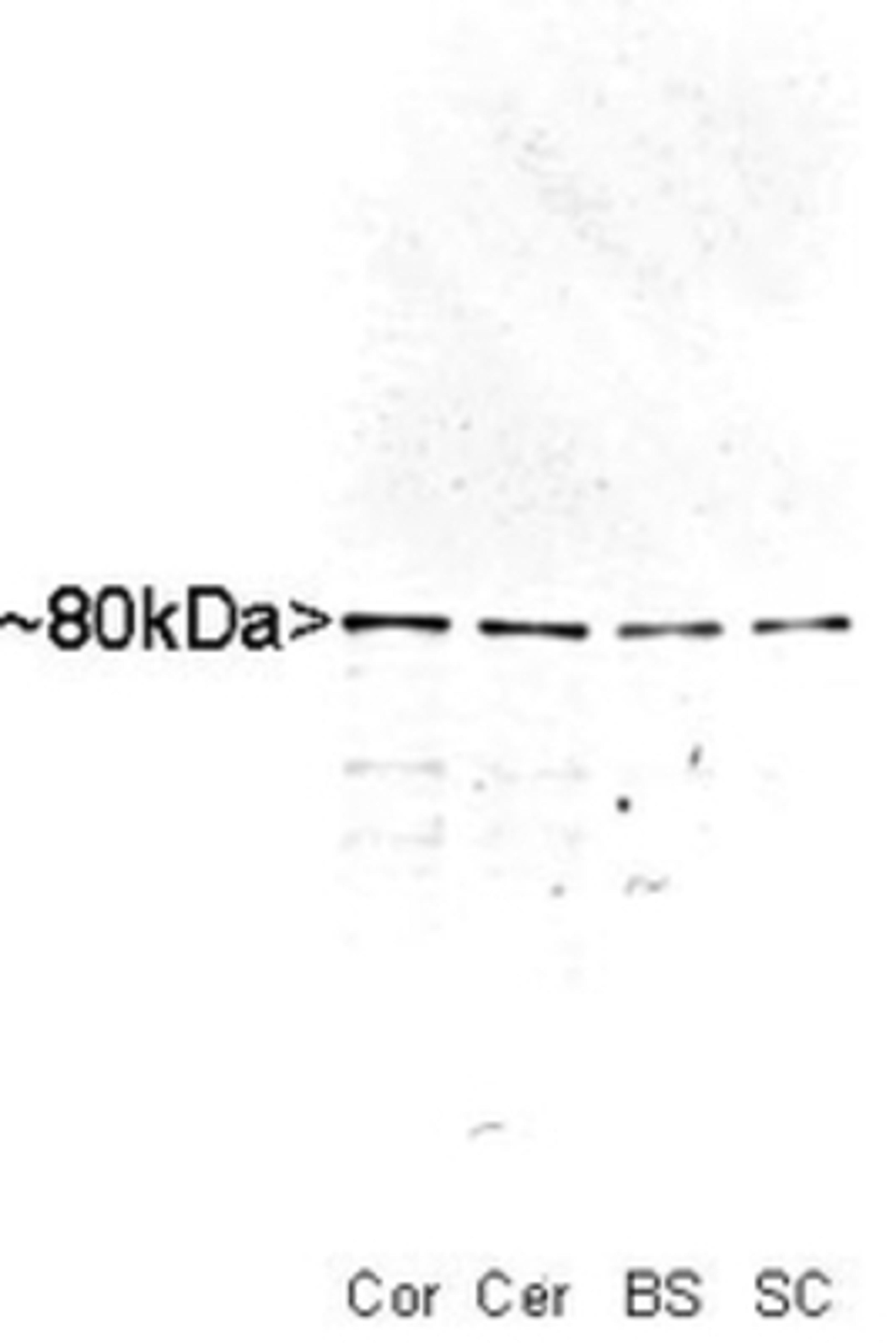 Western Blot: MARCKS Antibody [NB110-58875] - Western blot of whole rat cortex (Co), cerebellum (Ce), brain stem (BS) and spinal cord (SC) homogenate stained with RPCA-MARCKS, at dilution of 1:10,000. A prominent band running with an apparent SDS-PAGE molecular weight of ~80kDa corresponds to MARCKS.