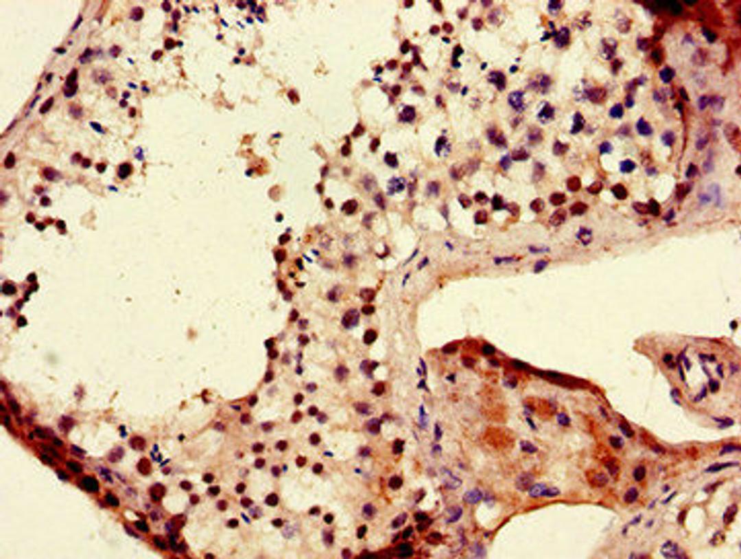 Immunohistochemistry of paraffin-embedded human testis tissue using CSB-PA741049LA01HU at dilution of 1:100