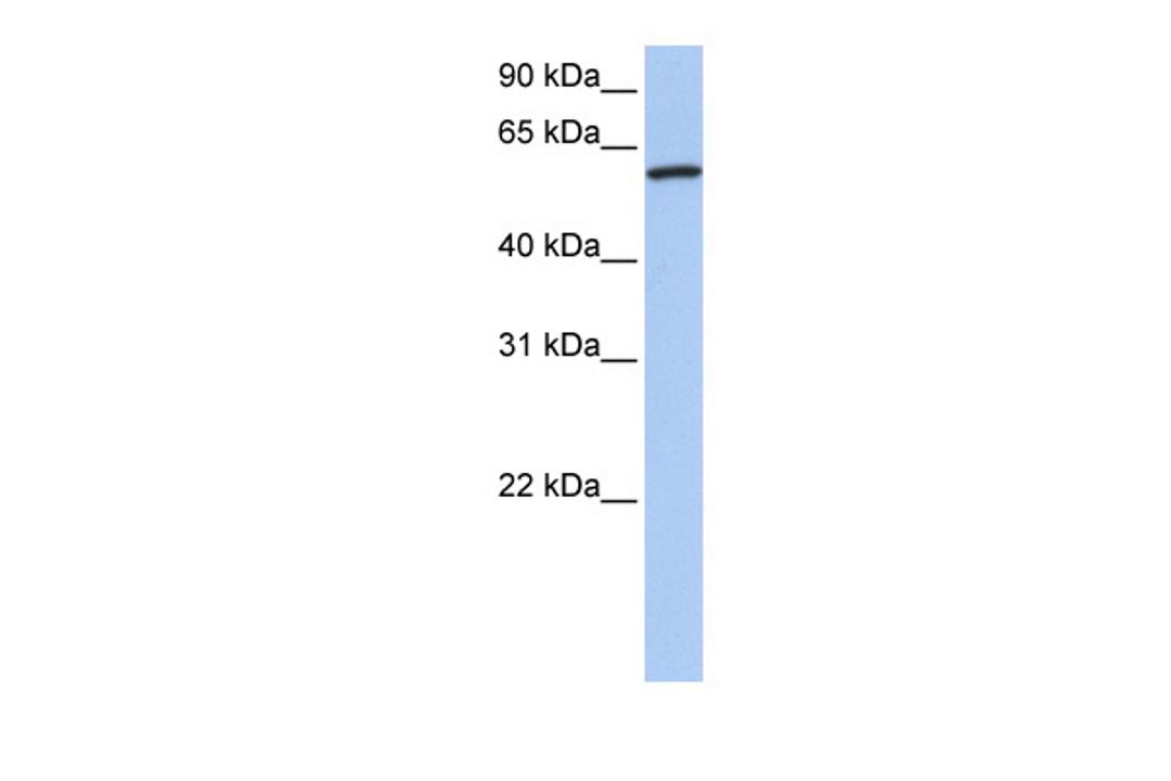 Antibody used in WB on Human Brain at 0.2-1 ug/ml.