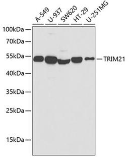 Western blot - TRIM21 antibody (A1957)