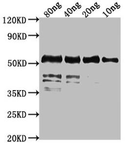 Western Blot. Positive WB detected in Recombinant protein. All lanes: fkpA antibody at 1:2000. Secondary. Goat polyclonal to rabbit IgG at 1/50000 dilution. Predicted band size: 55 kDa. Observed band size: 55 kDa.