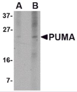 Western blot analysis of PUMA expression in K562 cell lysate with PUMA antibody at (A) 2.5 and (B) 5 &#956;g/mL.