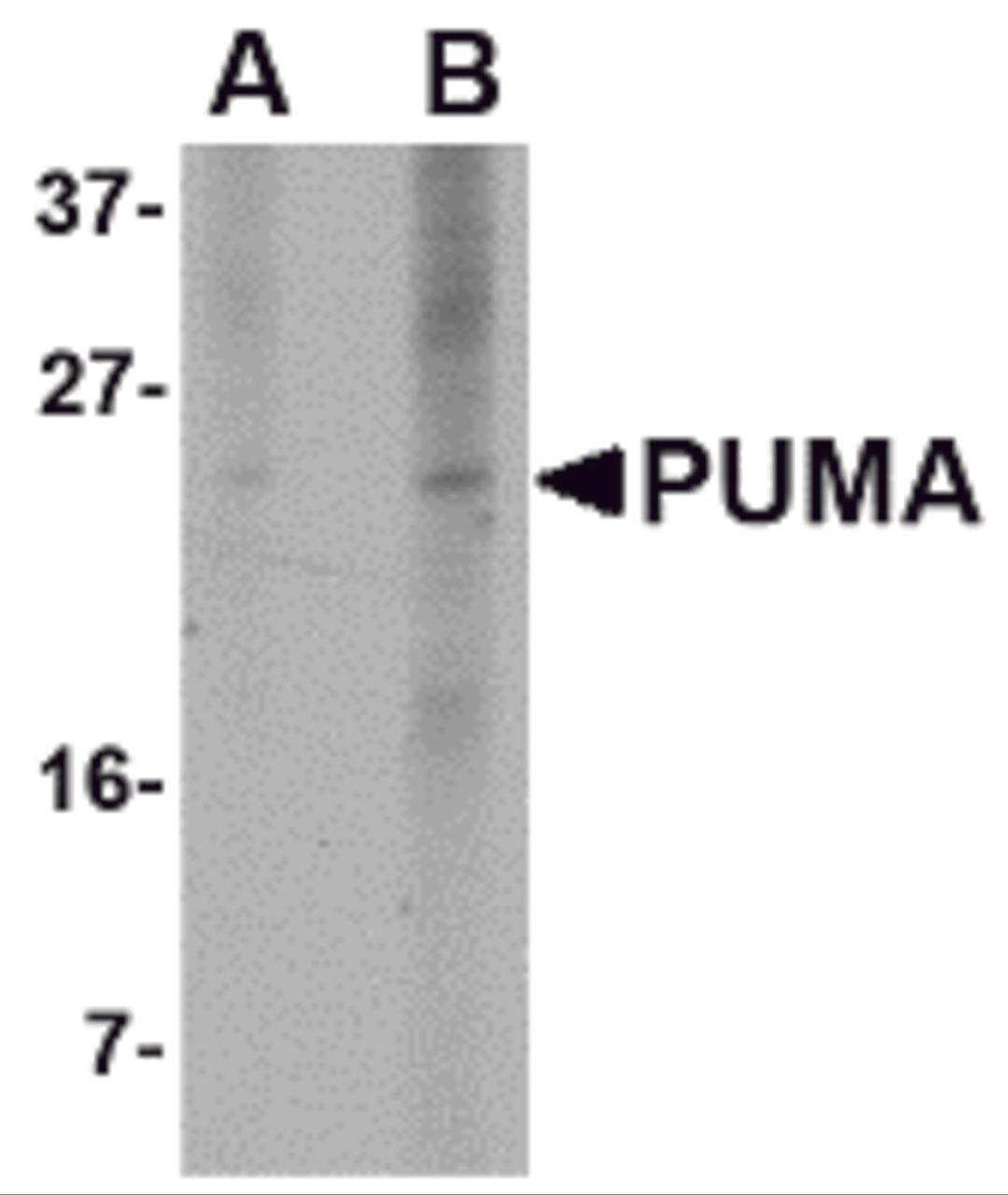 Western blot analysis of PUMA expression in K562 cell lysate with PUMA antibody at (A) 2.5 and (B) 5 μg/mL.