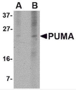 Western blot analysis of PUMA expression in K562 cell lysate with PUMA antibody at (A) 2.5 and (B) 5 μg/mL.