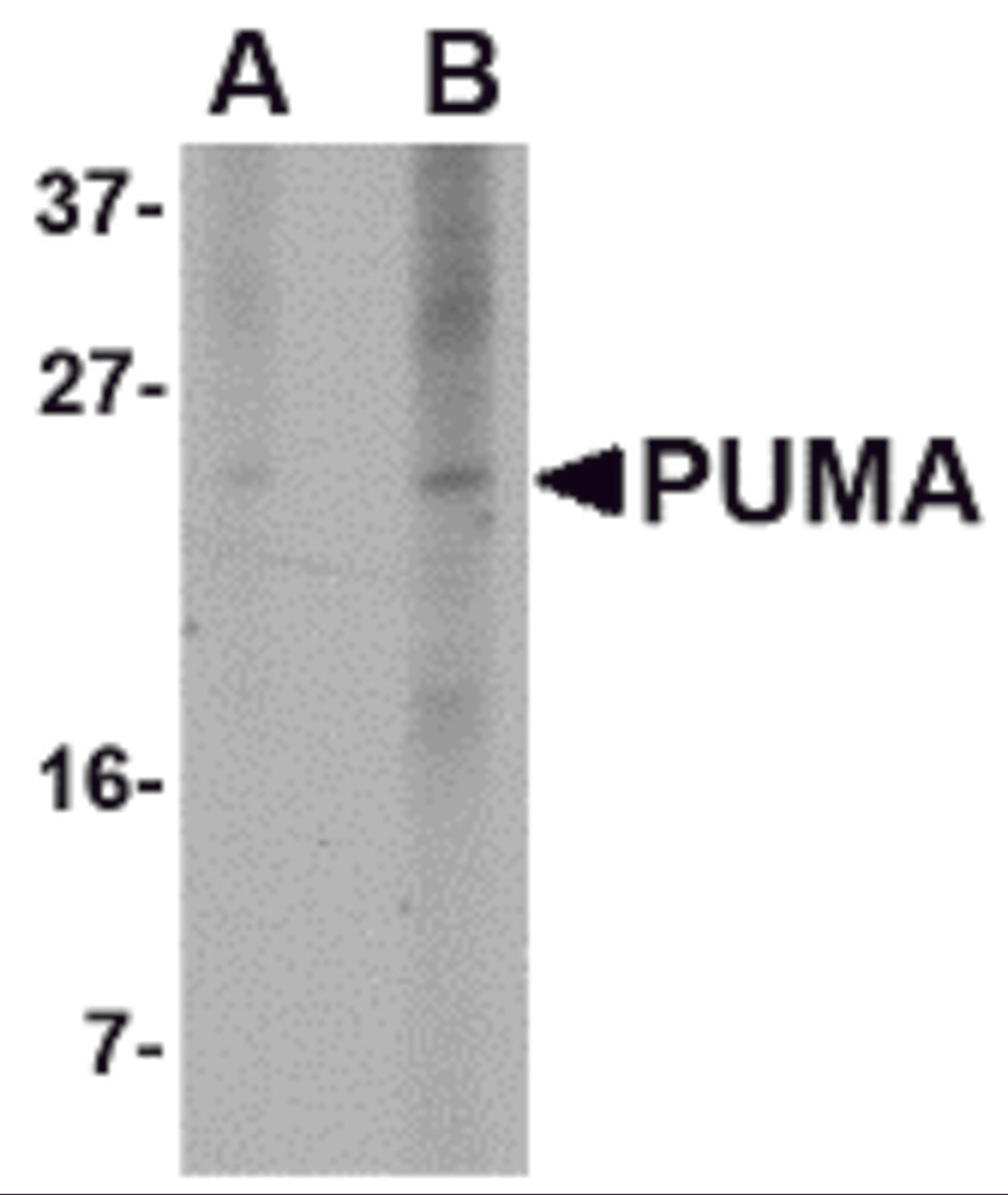 Western blot analysis of PUMA expression in K562 cell lysate with PUMA antibody at (A) 2.5 and (B) 5 μg/mL.