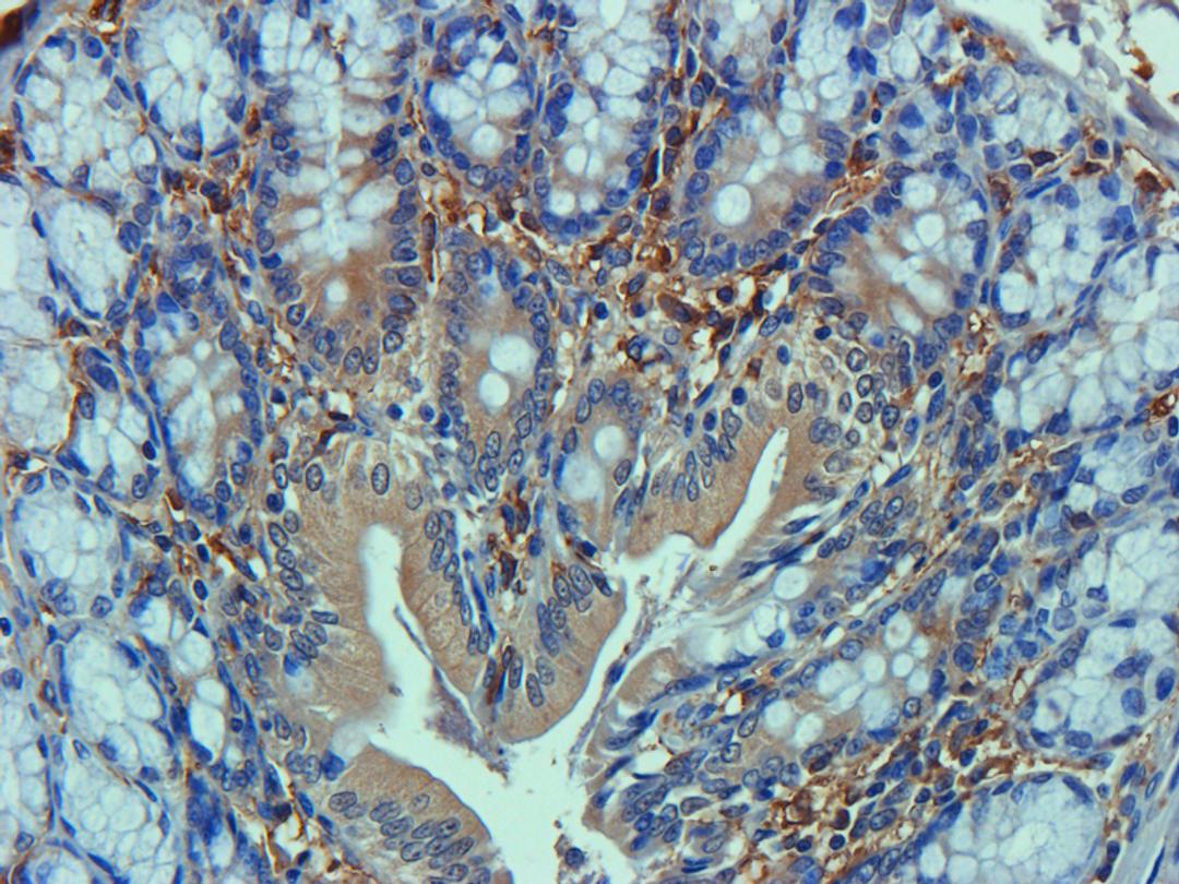 IHC-P staining of rat colon tissue using anti-MRP2 (dilution at 2.5 ug/ml)