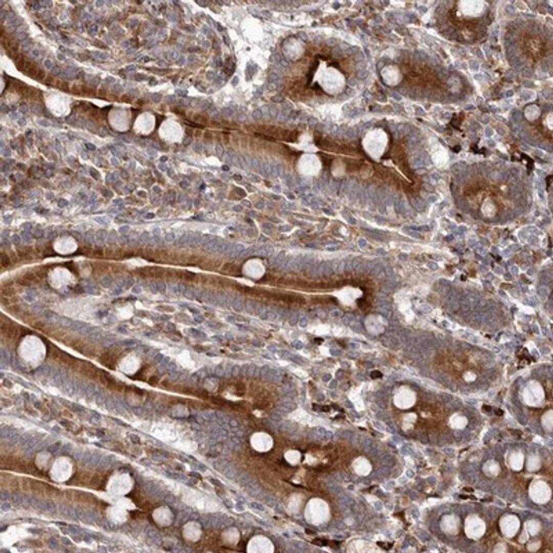 Immunohistochemistry-Paraffin: NUP43 Antibody [NBP1-88792] - Staining of human duodenum shows strong cytoplasmic positivity in glandular cells.