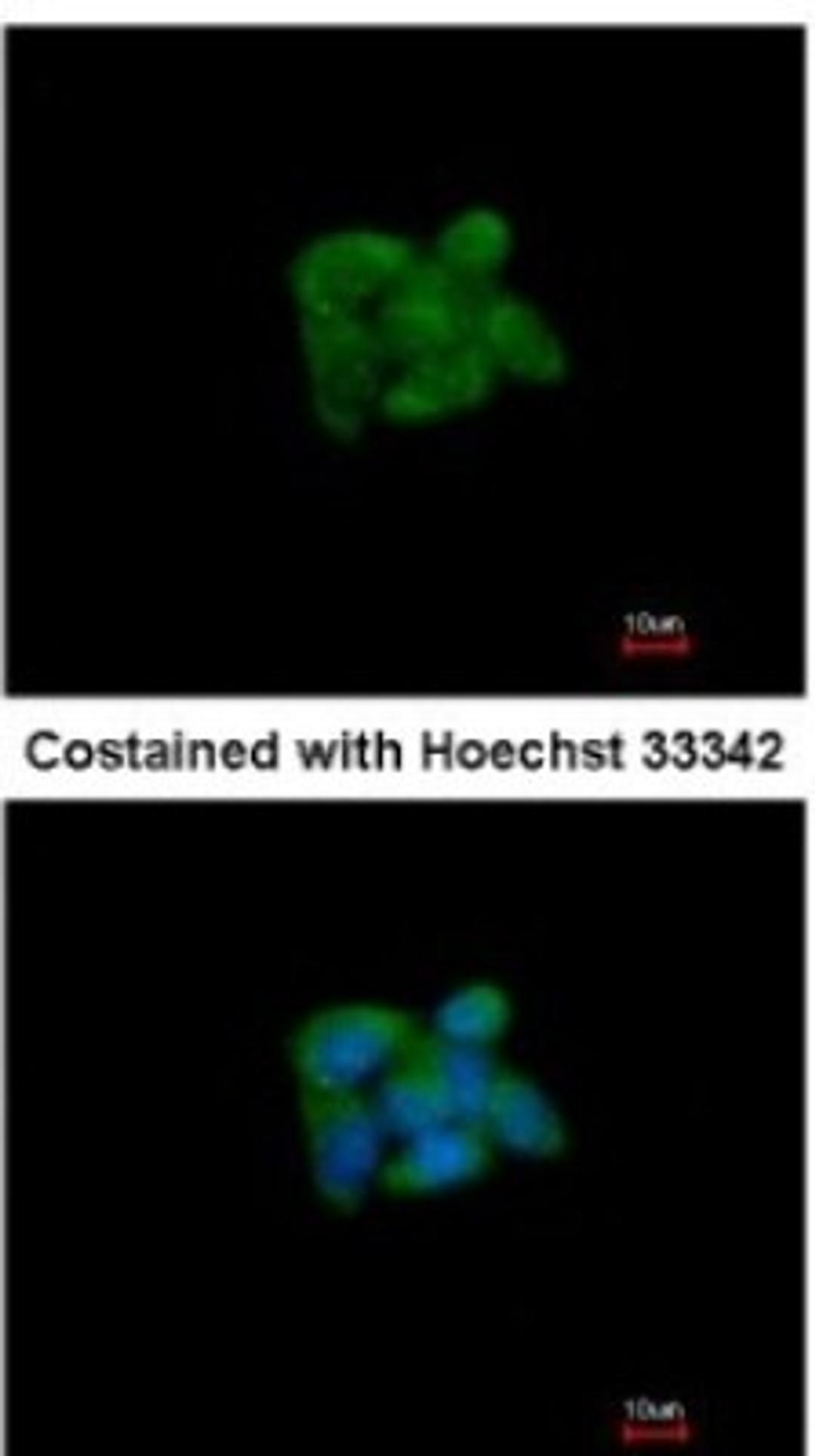 Immunocytochemistry/Immunofluorescence: SUOX Antibody [NBP1-32423] - Analysis of methanol-fixed HepG2, using antibody at 1:200 dilution.