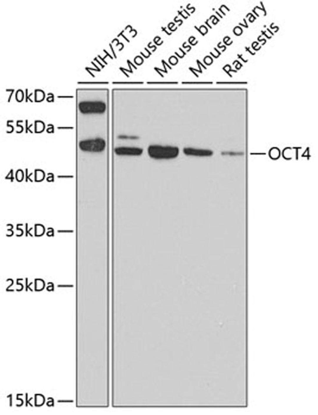 Western blot - OCT4 antibody (A7920)