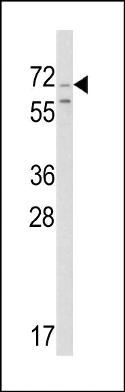 Western blot analysis of hromogranin-C Antibody in Ramos cell line lysates (35ug/lane)