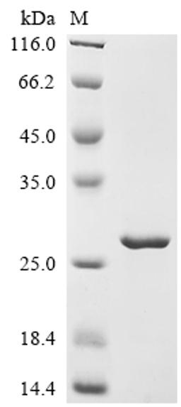 (Tris-Glycine gel) Discontinuous SDS-PAGE (reduced) with 5% enrichment gel and 15% separation gel.