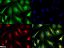 Immunocytochemistry/Immunofluorescence: PCSK9 Antibody [NBP2-31364] - PCSK9 antibody was tested in HeLa cells with Dylight 488 (green). Nuclei and alpha-tubulin were counterstained with DAPI (blue) and Dylight 550 (red). A concentration of 0.1 ug/ml was used. Image objective 40x.