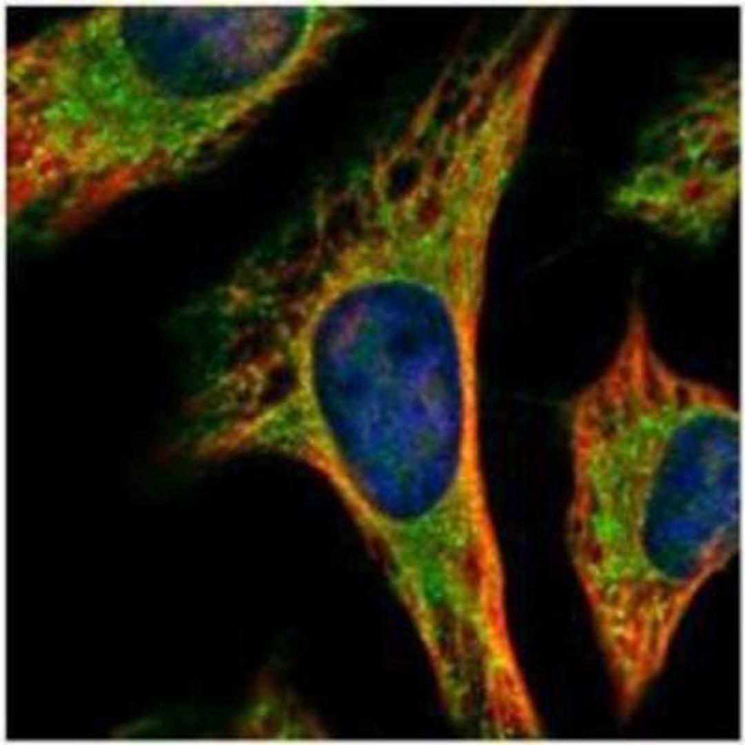 Immunocytochemistry/Immunofluorescence: PEX19 Antibody [NBP1-32925] - Methanol-fixed HeLa antibody (Green) at 1:500 dilution.