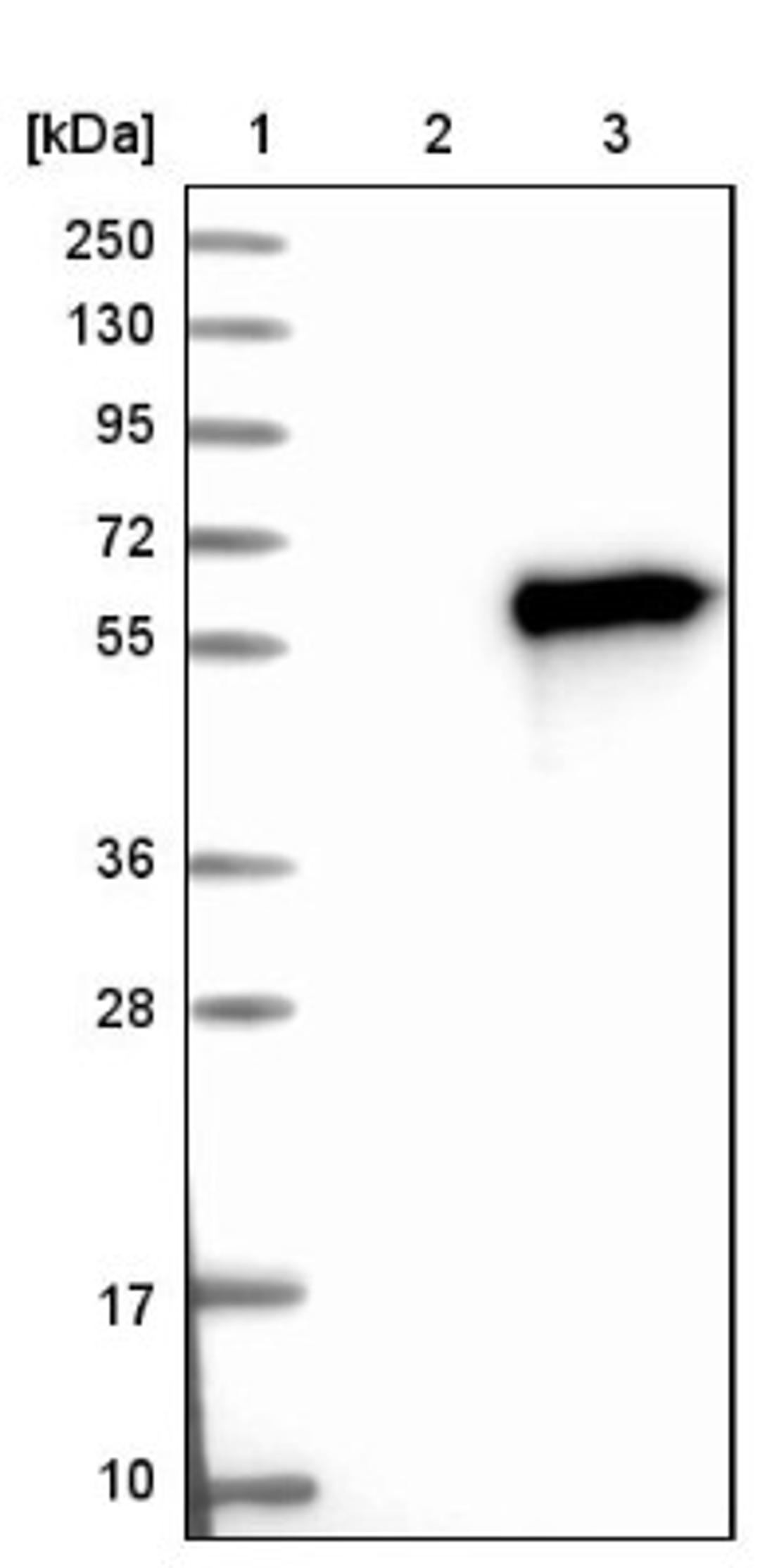 Western Blot: POU2F3 Antibody [NBP1-83966] - Lane 1: Marker [kDa] 250, 130, 95, 72, 55, 36, 28, 17, 10<br/>Lane 2: Negative control (vector only transfected HEK293T lysate)<br/>Lane 3: Over-expression lysate (Co-expressed with a C-terminal myc-DDK tag (~3.1 kDa) in mammalian HEK293T cells, LY415336)