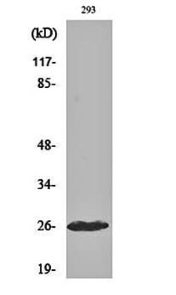 Western blot analysis of 293 cell lysates using Cleaved-C1r LC (I464) antibody