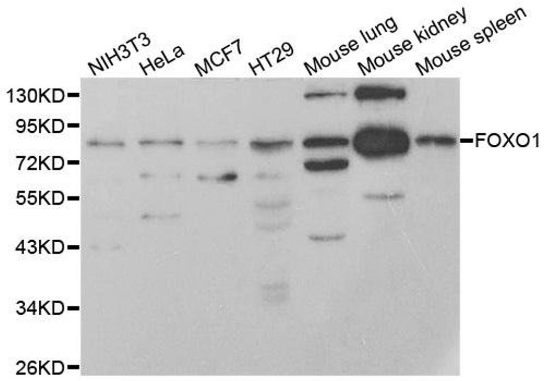 Western blot analysis of extracts of NIH/3T3 cell line using FOXO1 antibody