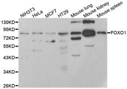 Western blot analysis of extracts of NIH/3T3 cell line using FOXO1 antibody