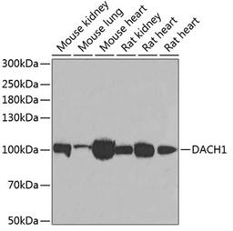 Western blot - DACH1 antibody (A6895)