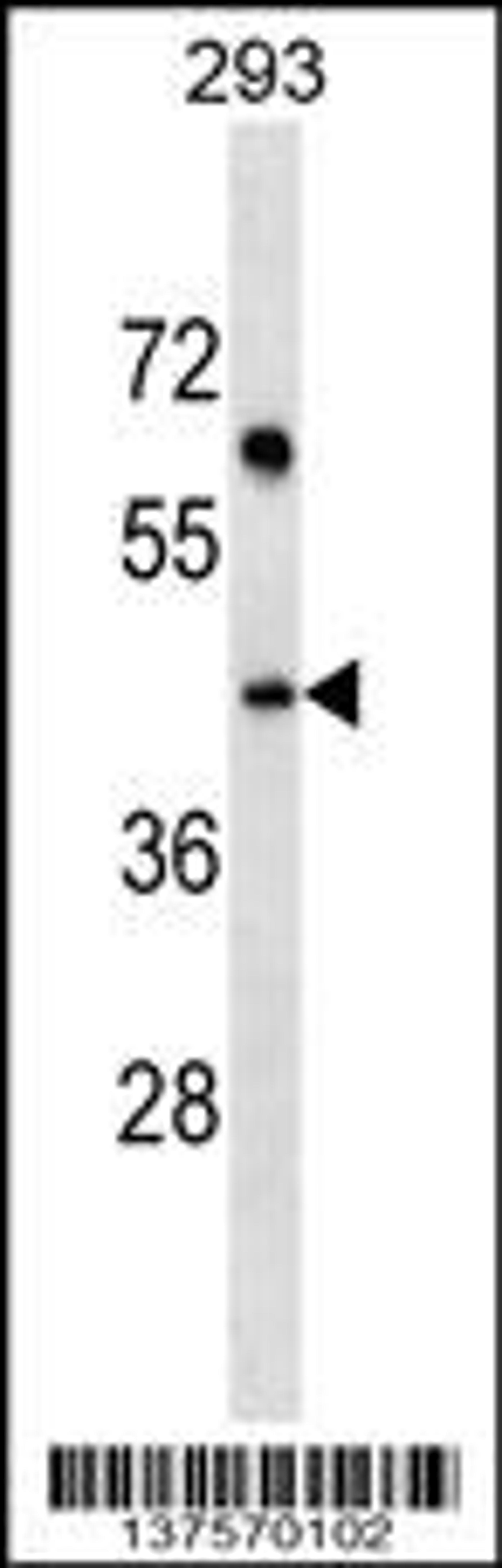 Western blot analysis in 293 cell line lysates (35ug/lane).