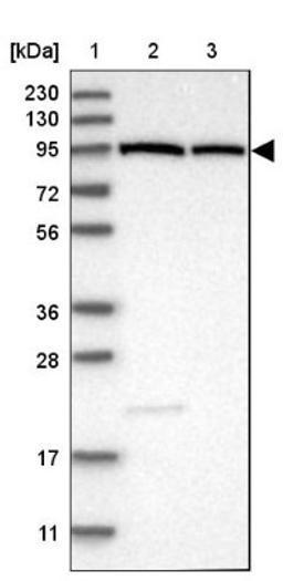 Western Blot: ZNF788 Antibody [NBP2-47562] - Lane 1: Marker [kDa] 230, 130, 95, 72, 56, 36, 28, 17, 11.  Lane 2: Human cell line RT-4.  Lane 3: Human cell line U-251MG.