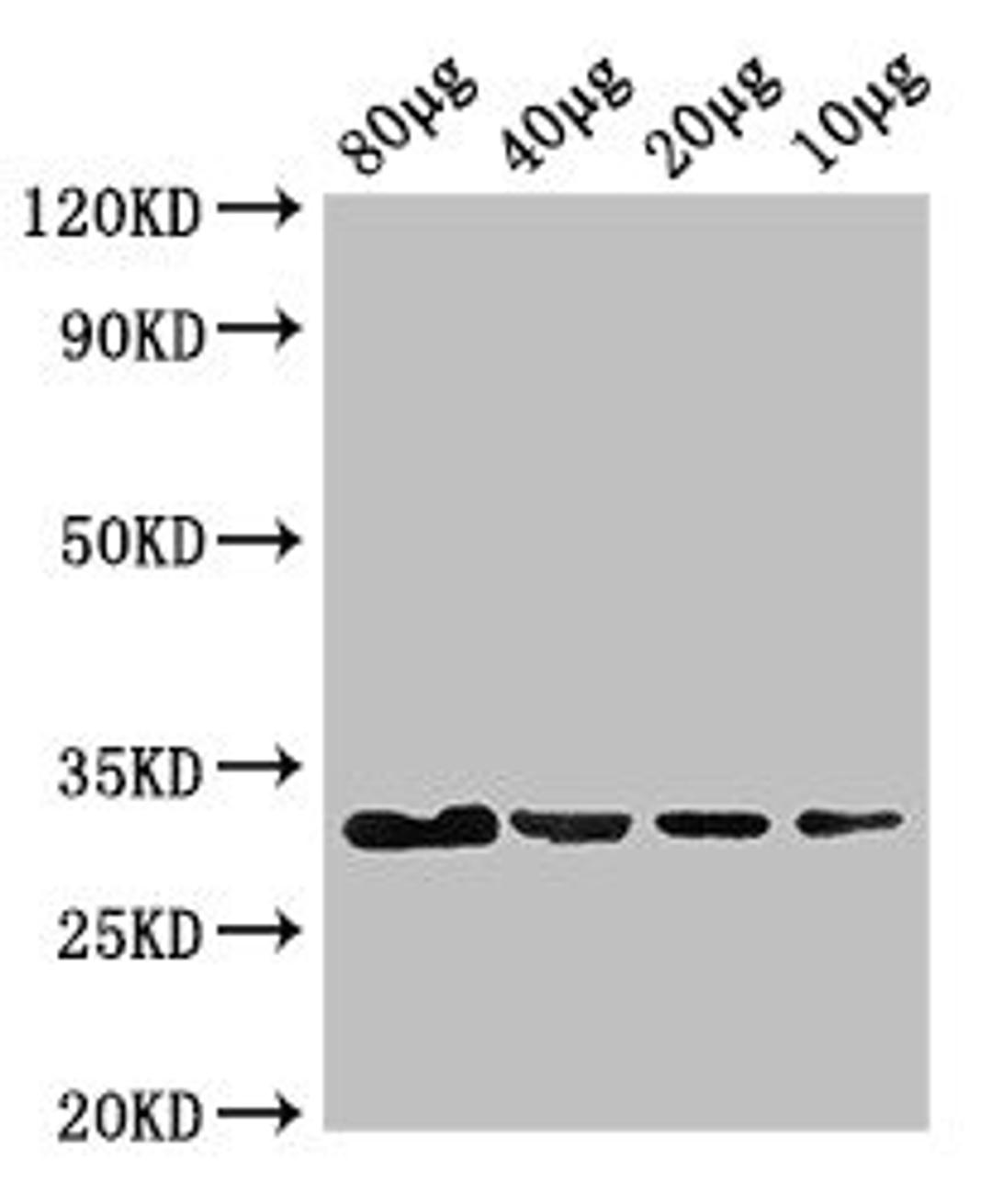 Western Blot. Positive WB detected in: Rosseta bacteria lysate at 80ug, 40ug, 20ug, 10ug. All lanes: eutC antibody at 3ug/ml. Secondary. Goat polyclonal to rabbit IgG at 1/50000 dilution. predicted band size: 32 kDa. observed band size: 32 kDa. 