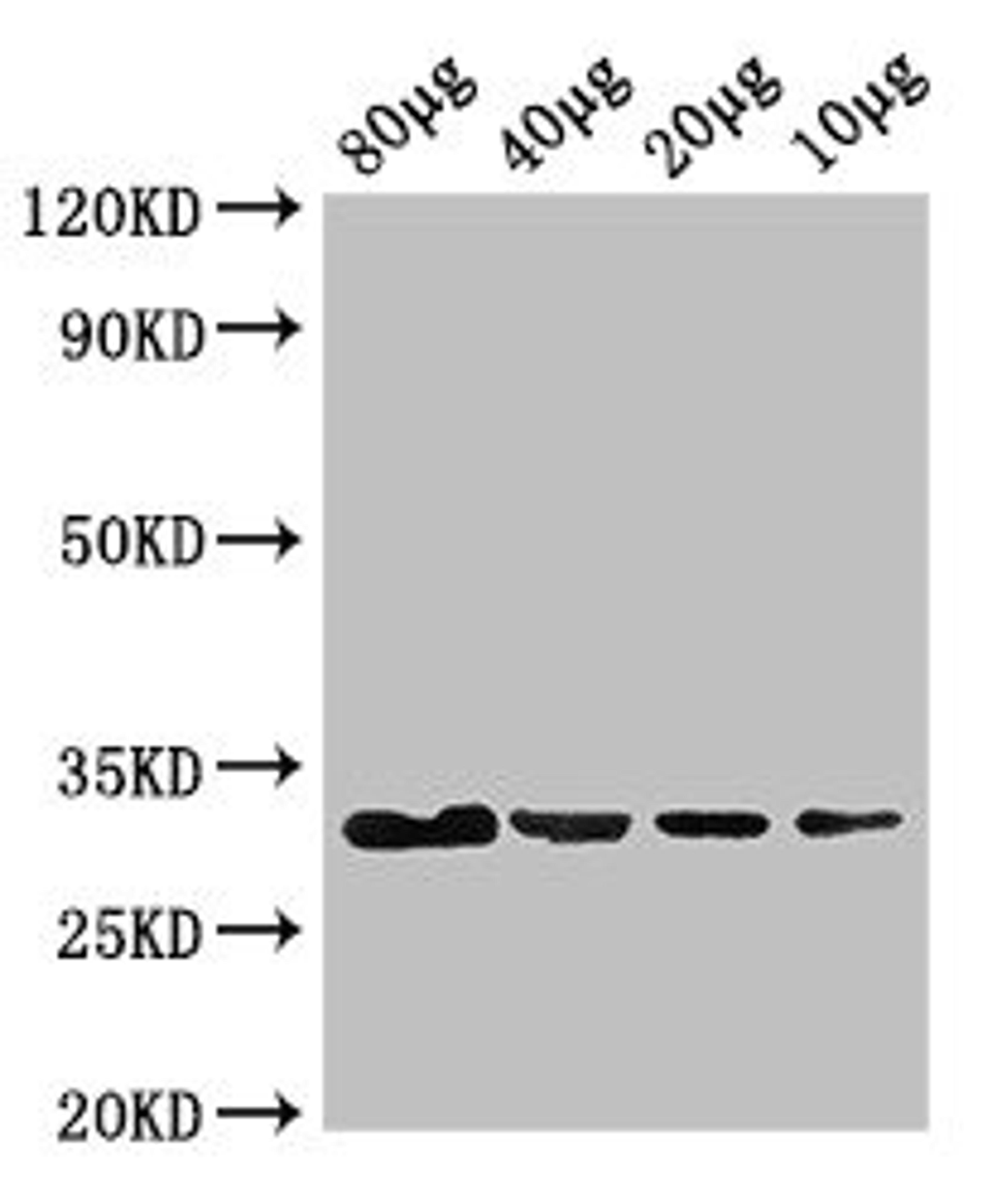 Western Blot. Positive WB detected in: Rosseta bacteria lysate at 80ug, 40ug, 20ug, 10ug. All lanes: eutC antibody at 3ug/ml. Secondary. Goat polyclonal to rabbit IgG at 1/50000 dilution. predicted band size: 32 kDa. observed band size: 32 kDa. 