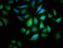 Immunofluorescence staining of A549 cells with CSB-PA001622LA01HU at 1:166, counter-stained with DAPI. The cells were fixed in 4% formaldehyde, permeabilized using 0.2% Triton X-100 and blocked in 10% normal Goat Serum. The cells were then incubated with the antibody overnight at 4&deg;C. The secondary antibody was Alexa Fluor 488-congugated AffiniPure Goat Anti-Rabbit IgG(H+L).
