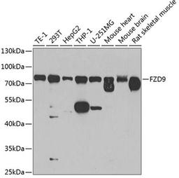 Western blot - FZD9 antibody (A8311)