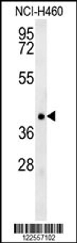 Western blot analysis in NCI-H460 cell line lysates (35ug/lane).