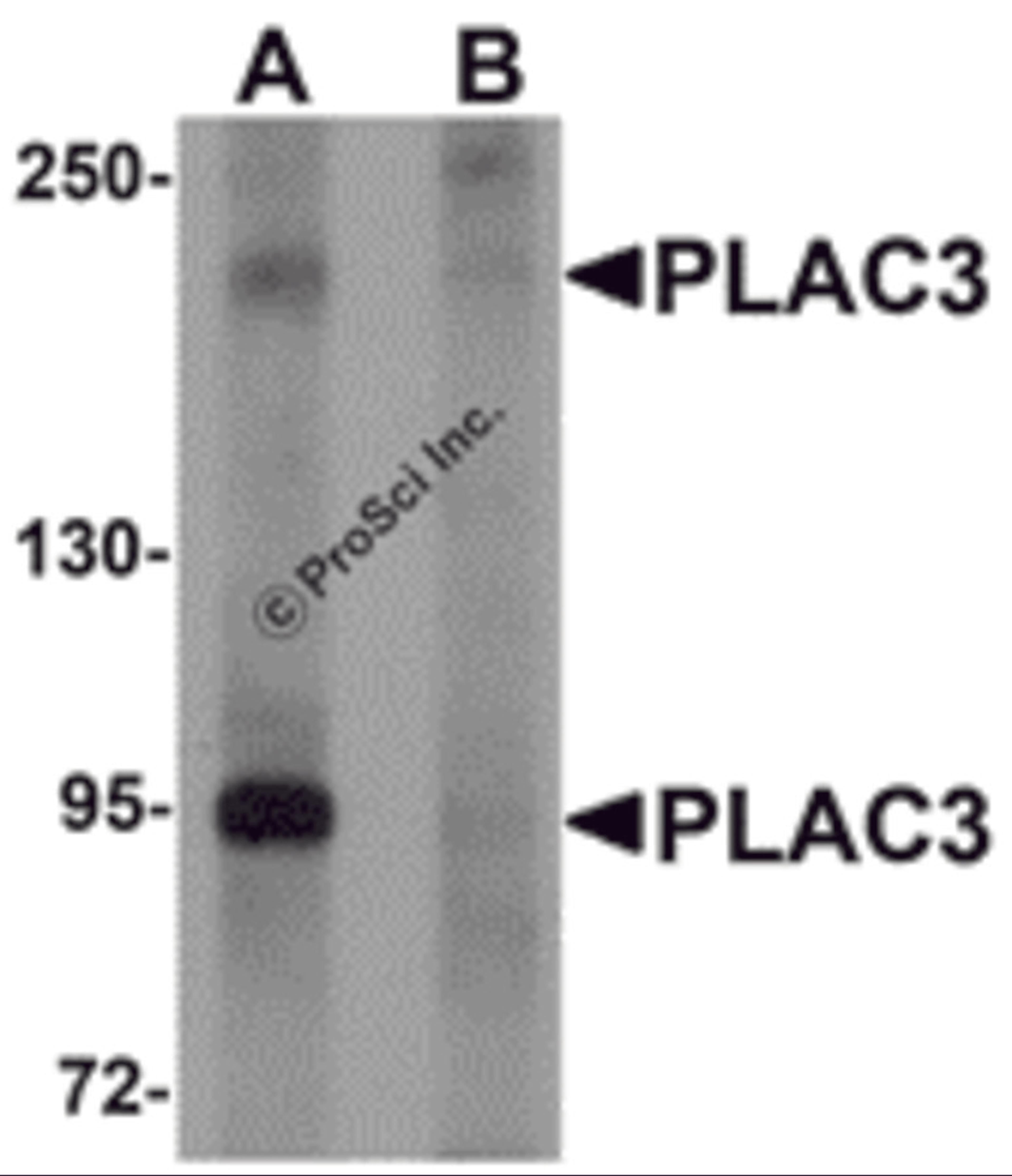 Western blot analysis of PLAC3 in HeLa cell lysate with PLAC3 antibody at 1 μg/mL in (A) the absence and (B) the presence of blocking peptide.