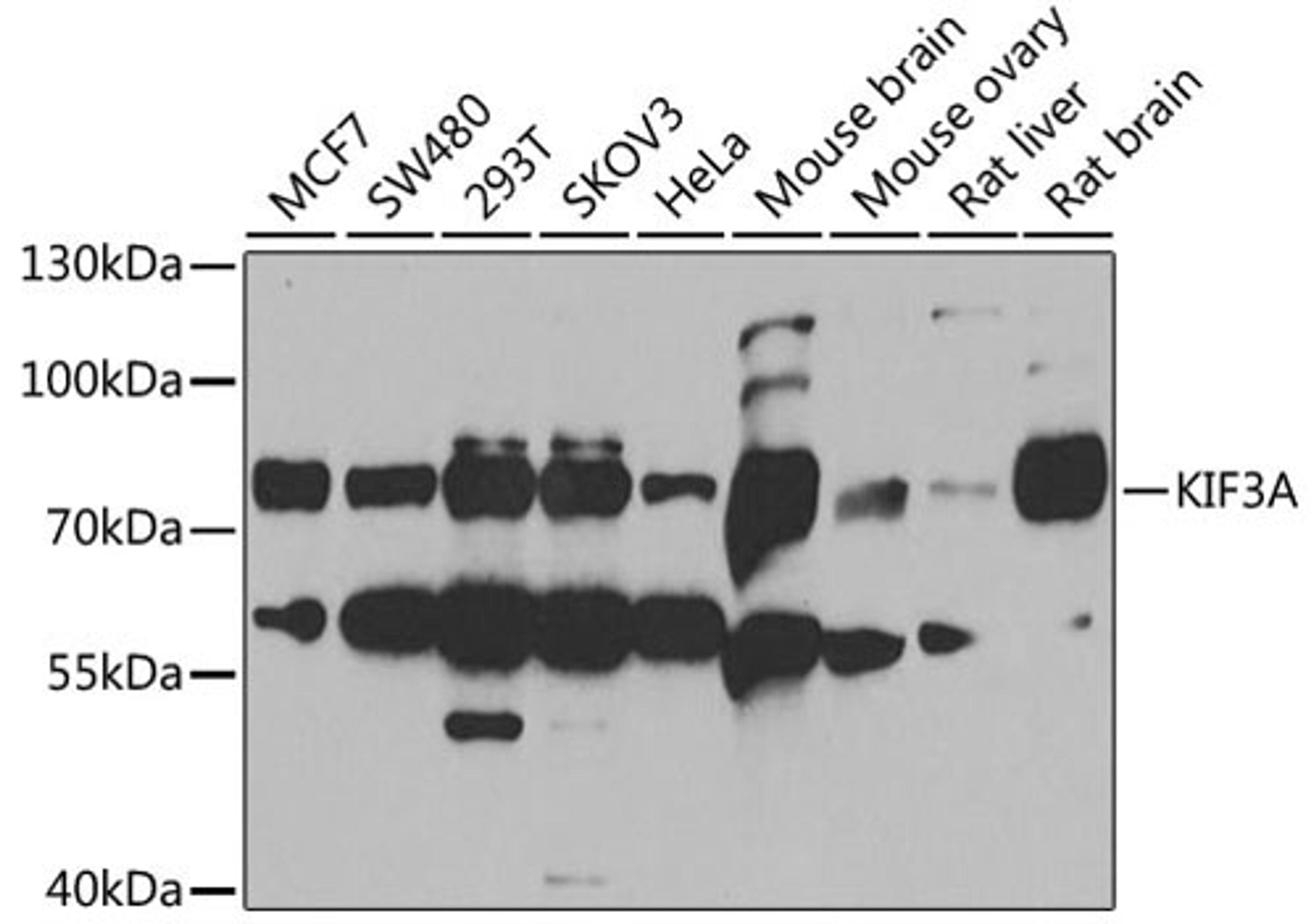 Western blot - KIF3A antibody (A6639)