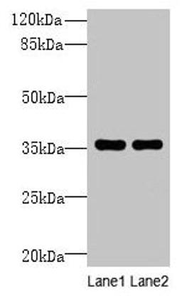 Western blot. All lanes: NAIF1 antibody at 6µg/ml. Lane 1: Mouse brain tissue. Lane 2: Mouse heart tissue. Secondary. Goat polyclonal to rabbit IgG at 1/10000 dilution. Predicted band size: 36, 18 kDa. Observed band size: 36 kDa