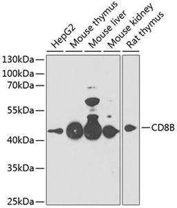 Western blot - CD8B antibody (A3286)