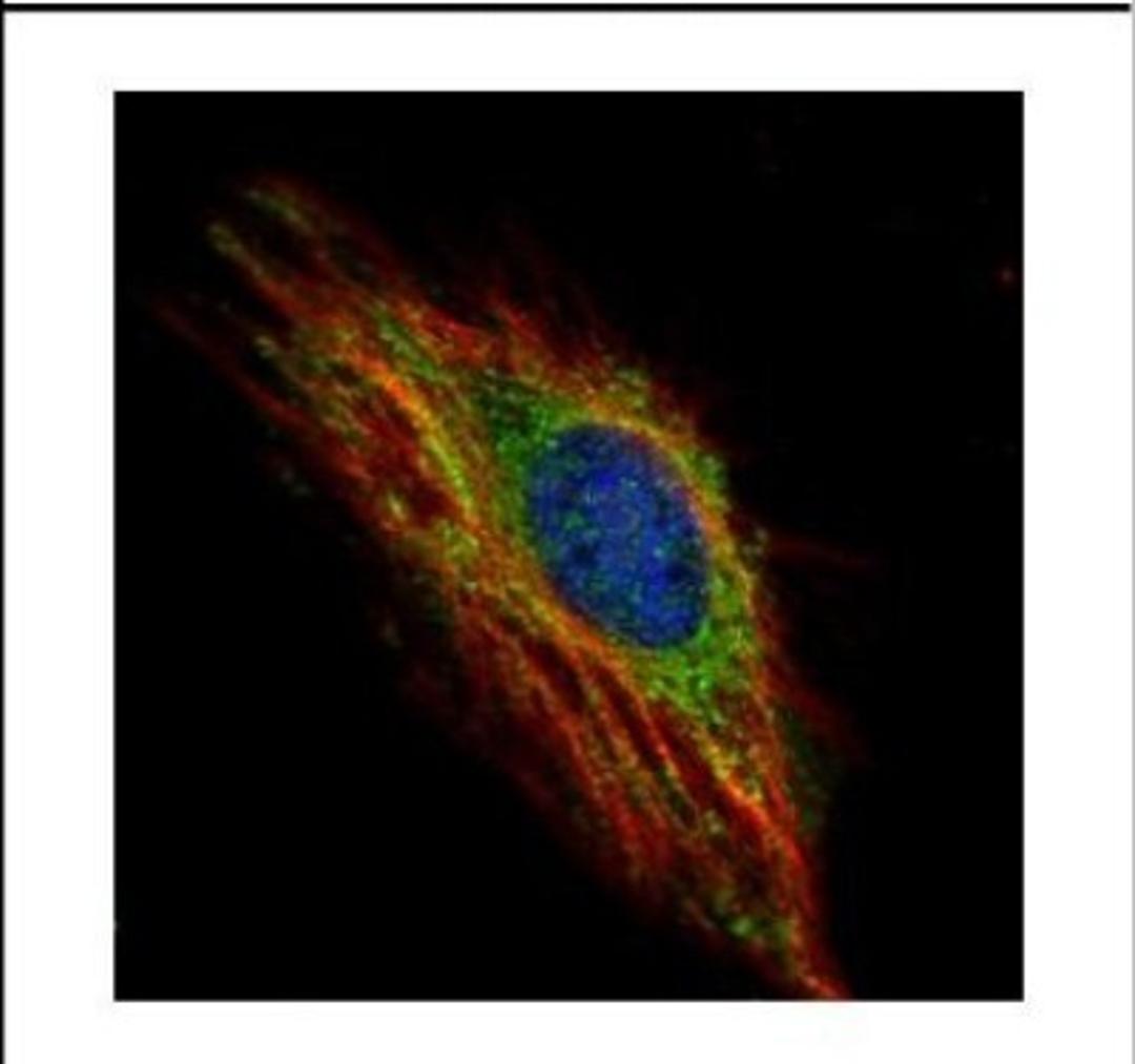 Immunocytochemistry/Immunofluorescence: MARCH5 Antibody [NBP2-21583] - Confocal immunofluorescence analysis of methanol-fixed HeLa, using 39145 antibody (Green) at 1:500 dilution. Alpha-tubulin filaments are labeled with Alpha-tubulin antibody (Red) at 1:2000.