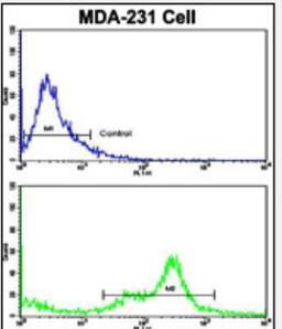 Flow Cytometry: Complement C6 Antibody [NBP2-30078] - Flow cytometric analysis of MDA-231 cells using C6 Antibody (N-term)(bottom histogram) compared to a negative control cell (top histogram). FITC-conjugated goat-anti-rabbit secondary antibodies were used for the analysis.