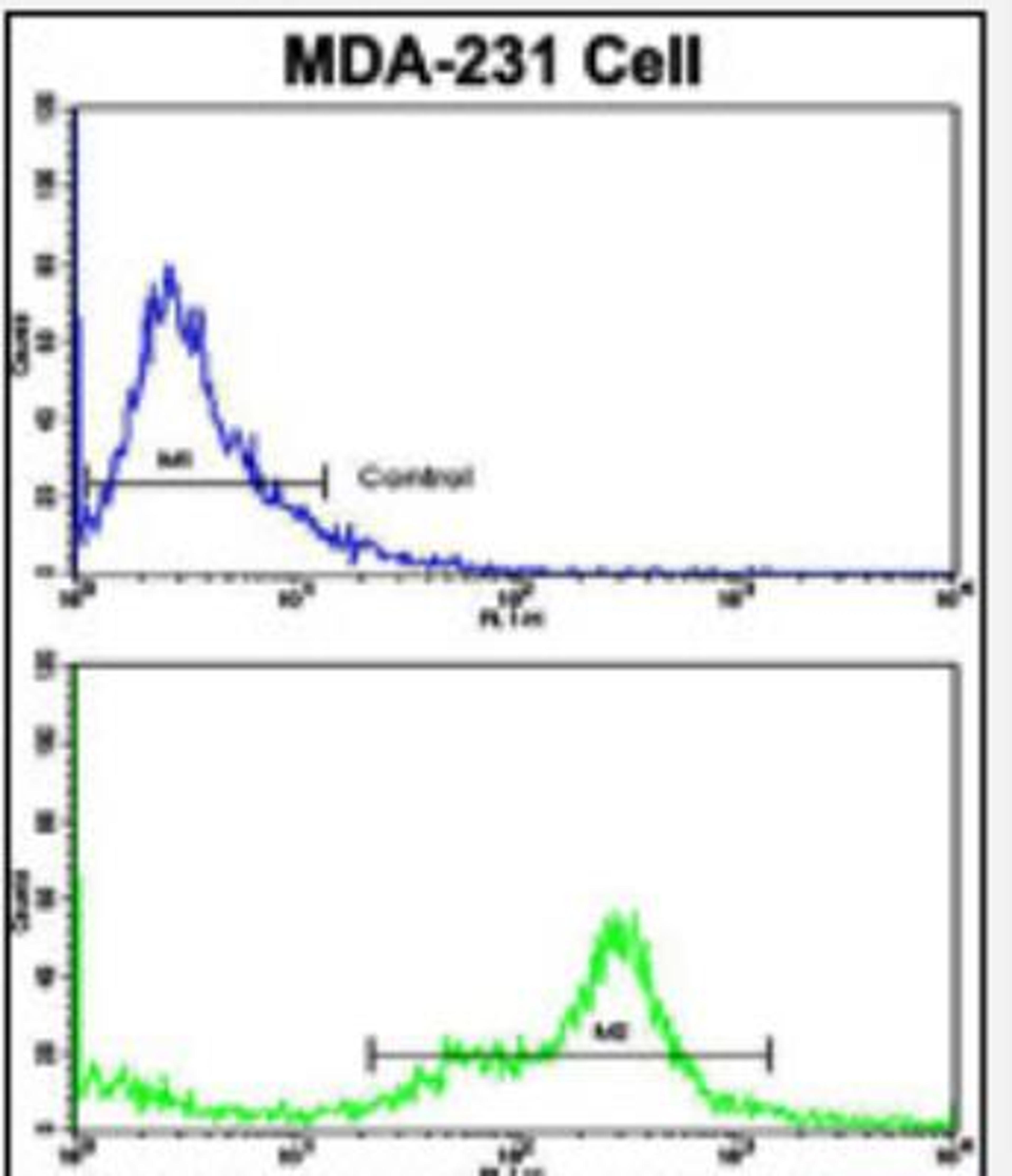 Flow Cytometry: Complement C6 Antibody [NBP2-30078] - Flow cytometric analysis of MDA-231 cells using C6 Antibody (N-term)(bottom histogram) compared to a negative control cell (top histogram). FITC-conjugated goat-anti-rabbit secondary antibodies were used for the analysis.