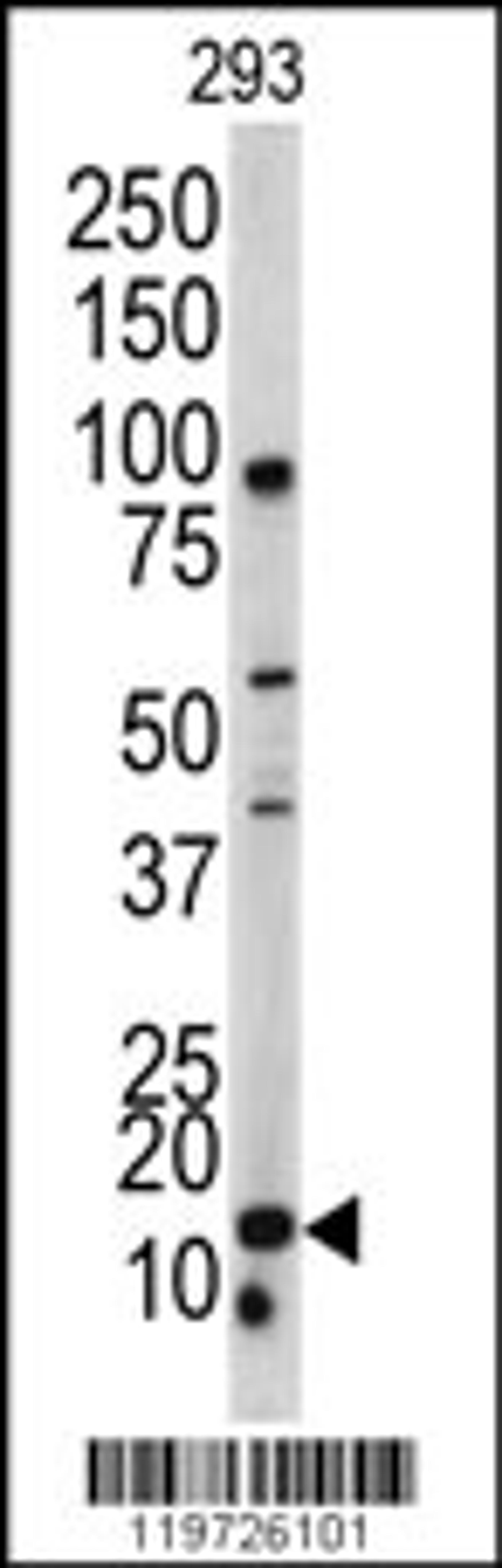 Western blot analysis of BAALC antibody in 293 cell line lysates (35ug/lane)